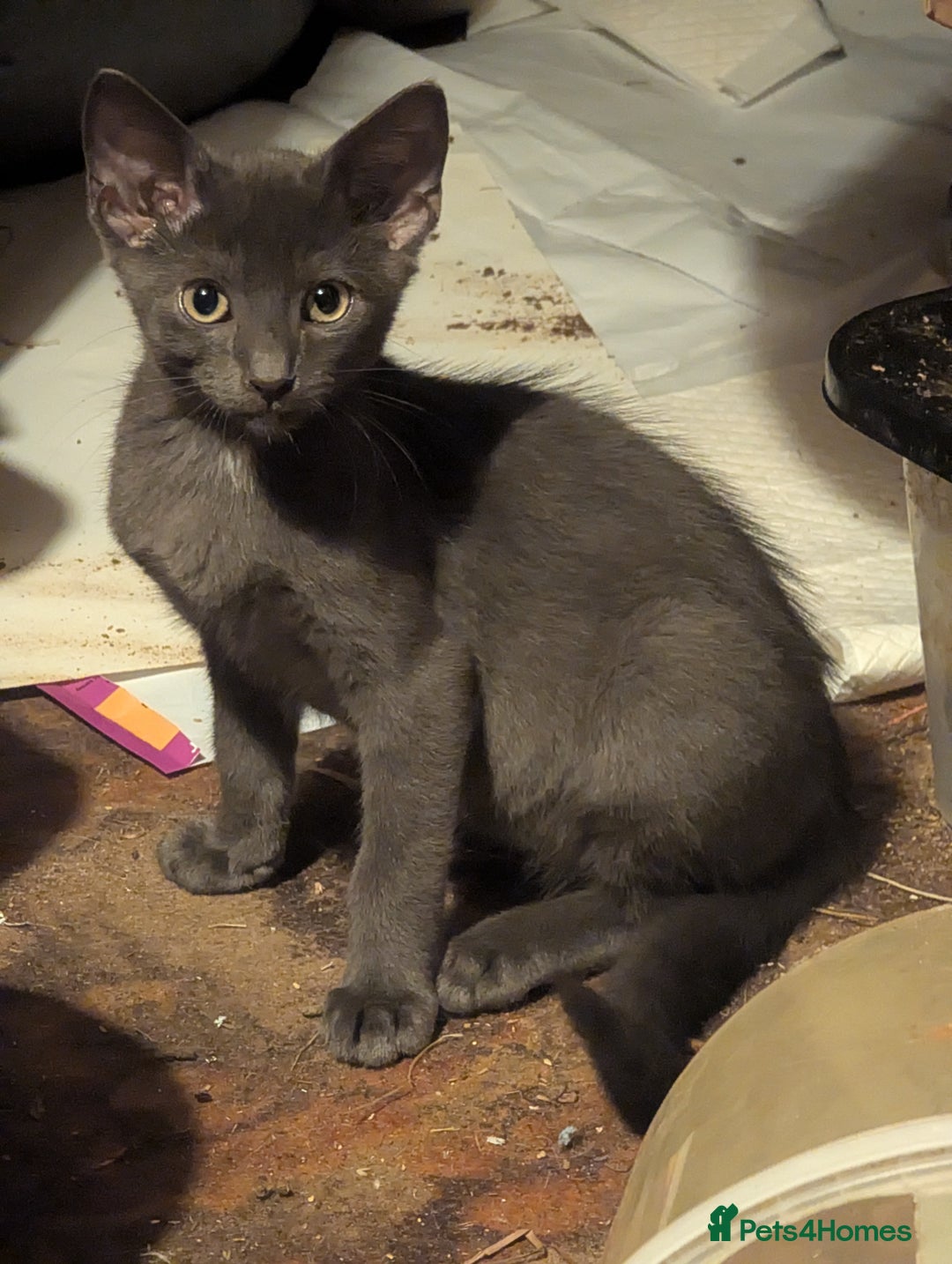Mixed Breed cats for sale: Adorable short haired kittens - Image 7