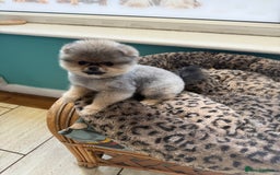 Pomeranian dogs for sale: Last female teddy face Pomeranian  - Image 16