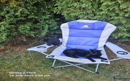 Abyssinian cats for sale: Kittens for sale - Image 5