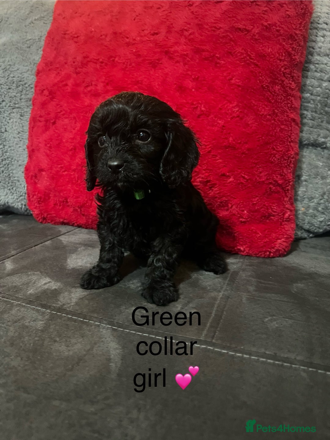 Cavapoo dogs for sale: Cavapoos ready 23rd December 🥰🥰 - Advert 11