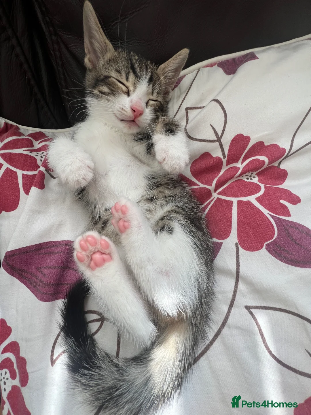 Mixed Breed cats for sale: Male mix kitten in Northallerton - Advert 1