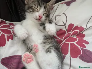 Mixed Breed cats Male mix kitten - Advert 11