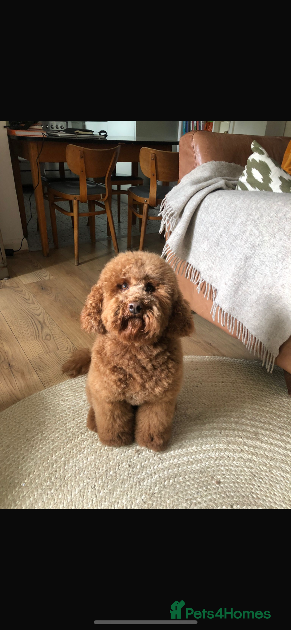 Labradoodle dogs for sale: Beautiful Red Labradoodle Puppies - Advert 1