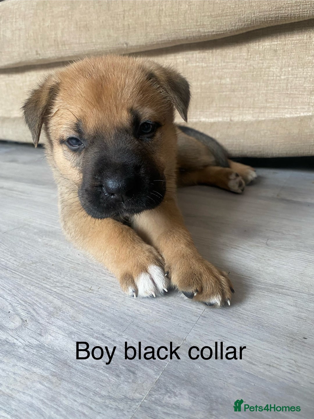 Mixed Breed dogs for sale: Bullmastiff Shepherd Hybrid  - Image 4