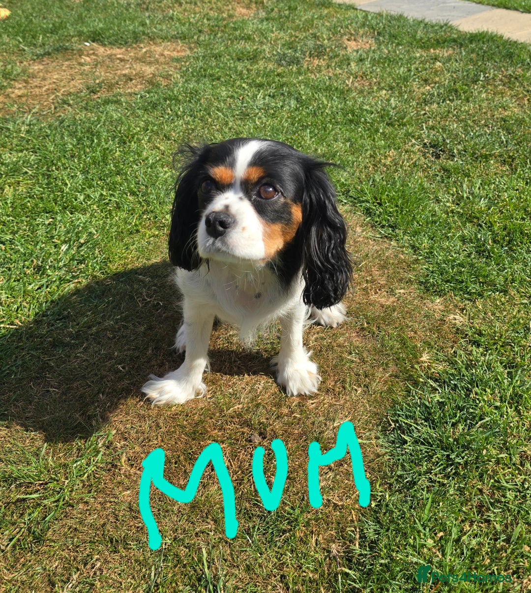 Cavalier King Charles Spaniel dogs for sale: Amazing King Charles Cavalier KC Reg Puppies - Image 5