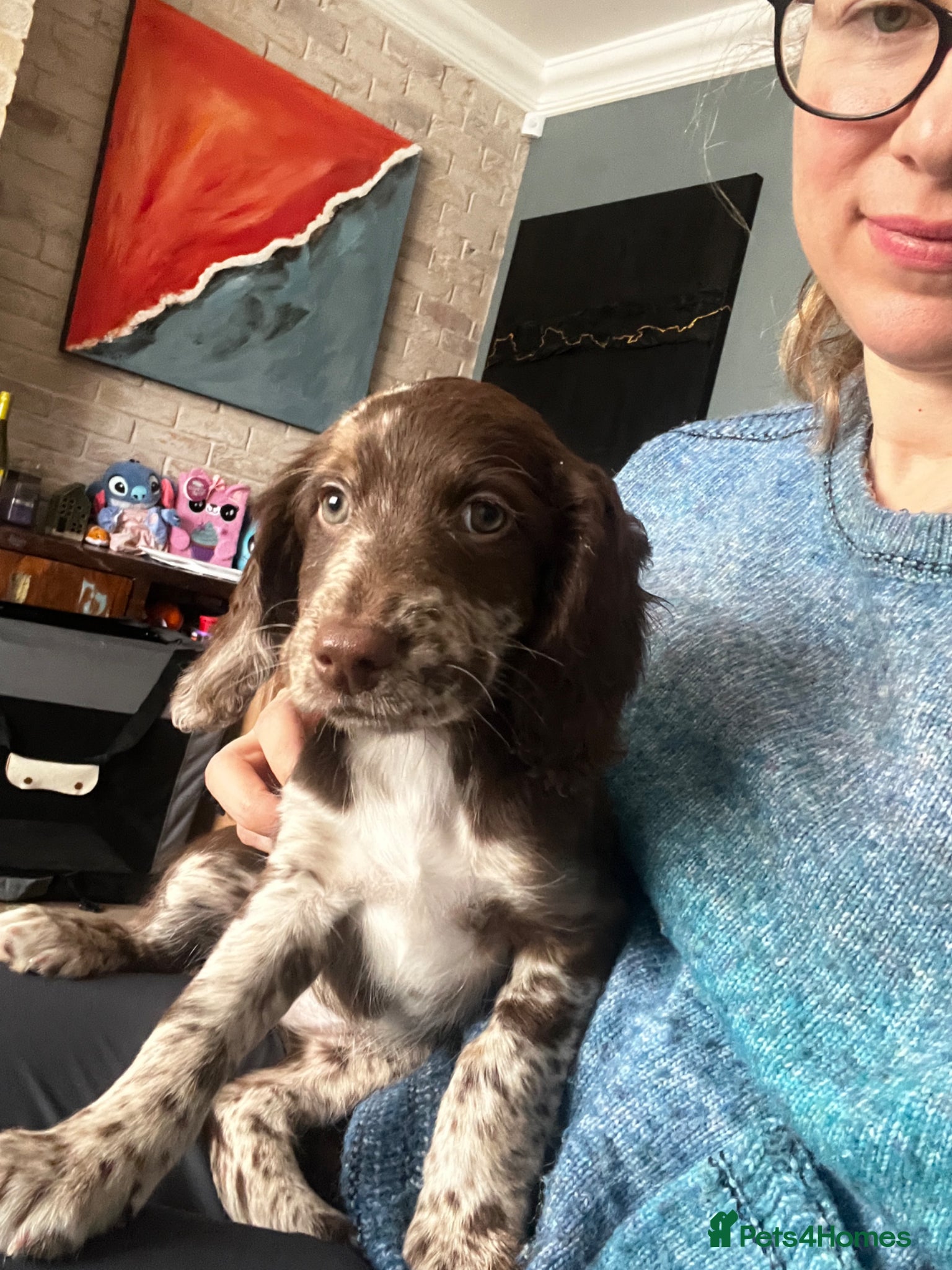 Sproodle dogs 💝💙 3 Sproodle Puppies Left Find Their Forever 🏡 - Advert 18