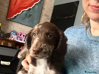 Sproodle dogs 💝💙 3 Sproodle Puppies Left Find Their Forever 🏡 - Advert 18