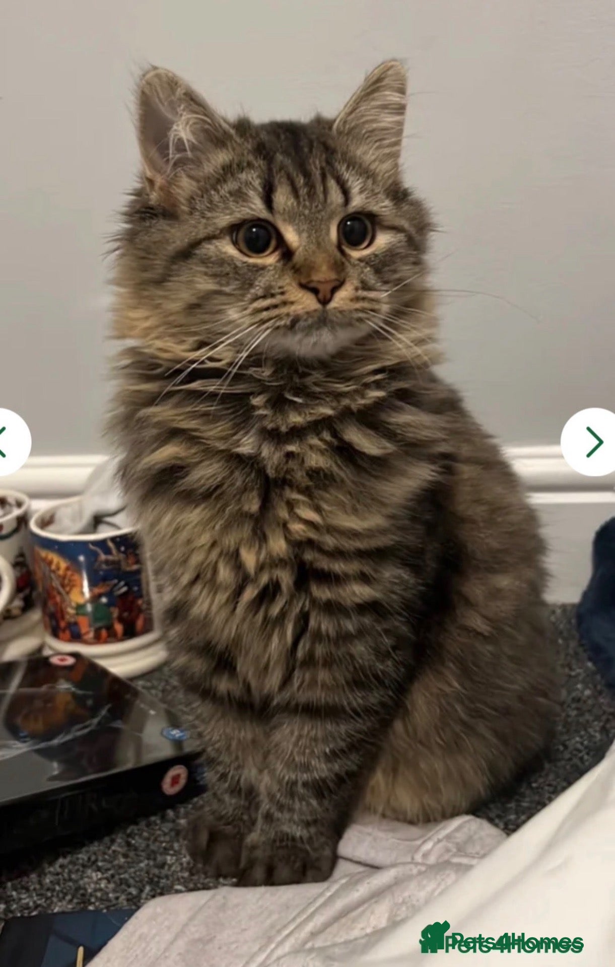 Siberian cats for sale: Siberian Beauty - Advert 2