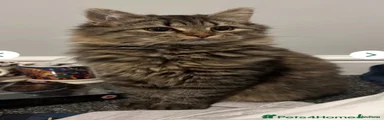 Siberian 1