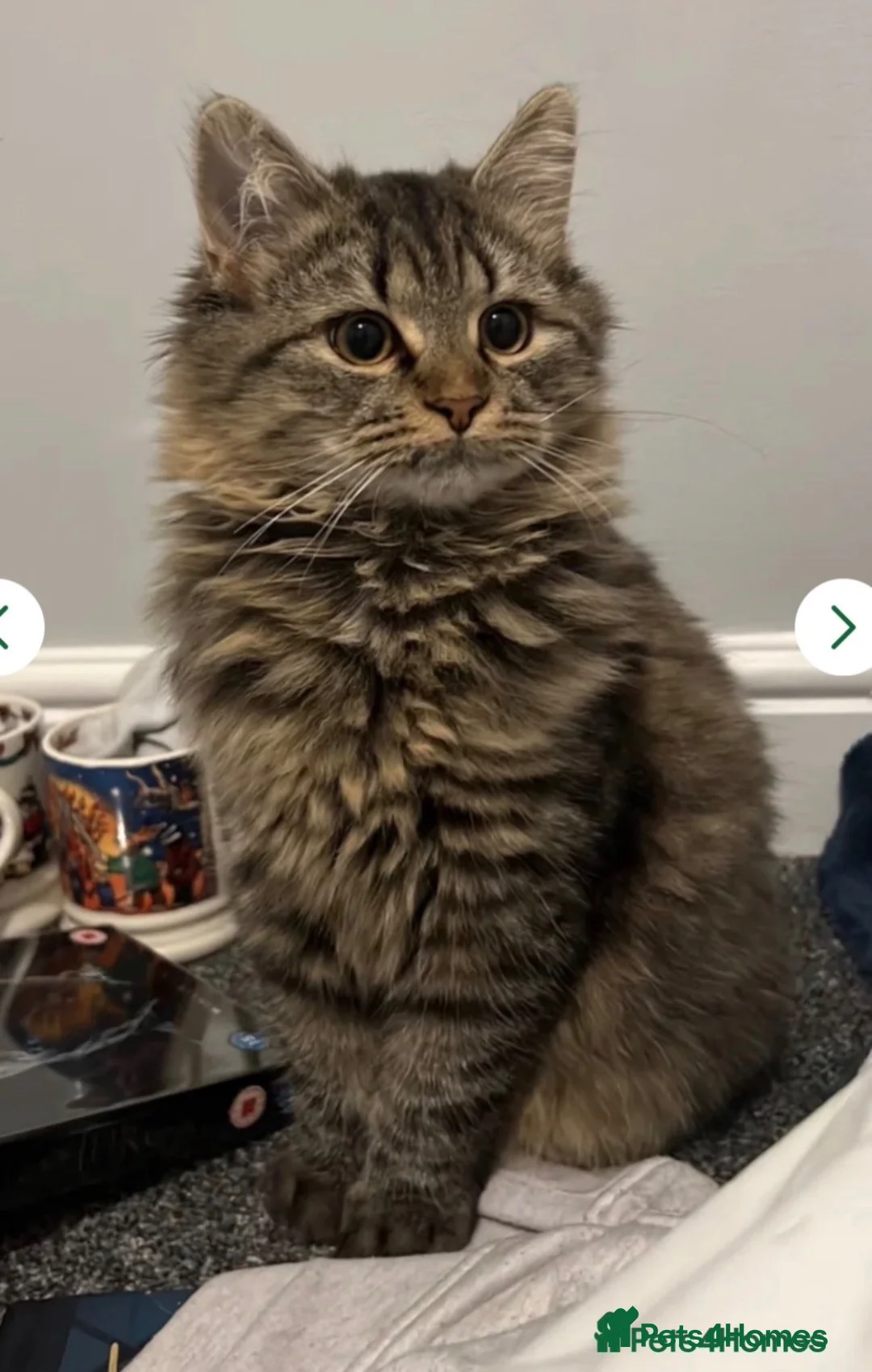 Siberian cats for sale: Siberian Beauty - Advert 2