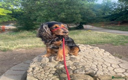 Cocker Spaniel dogs for sale: Rocky - 4.5 year old cocker spaniel - Image 6