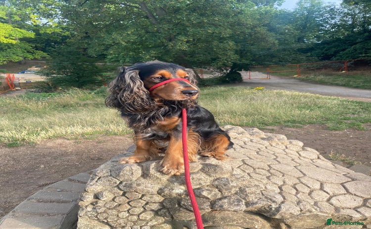Cocker Spaniel dogs - Advert 13