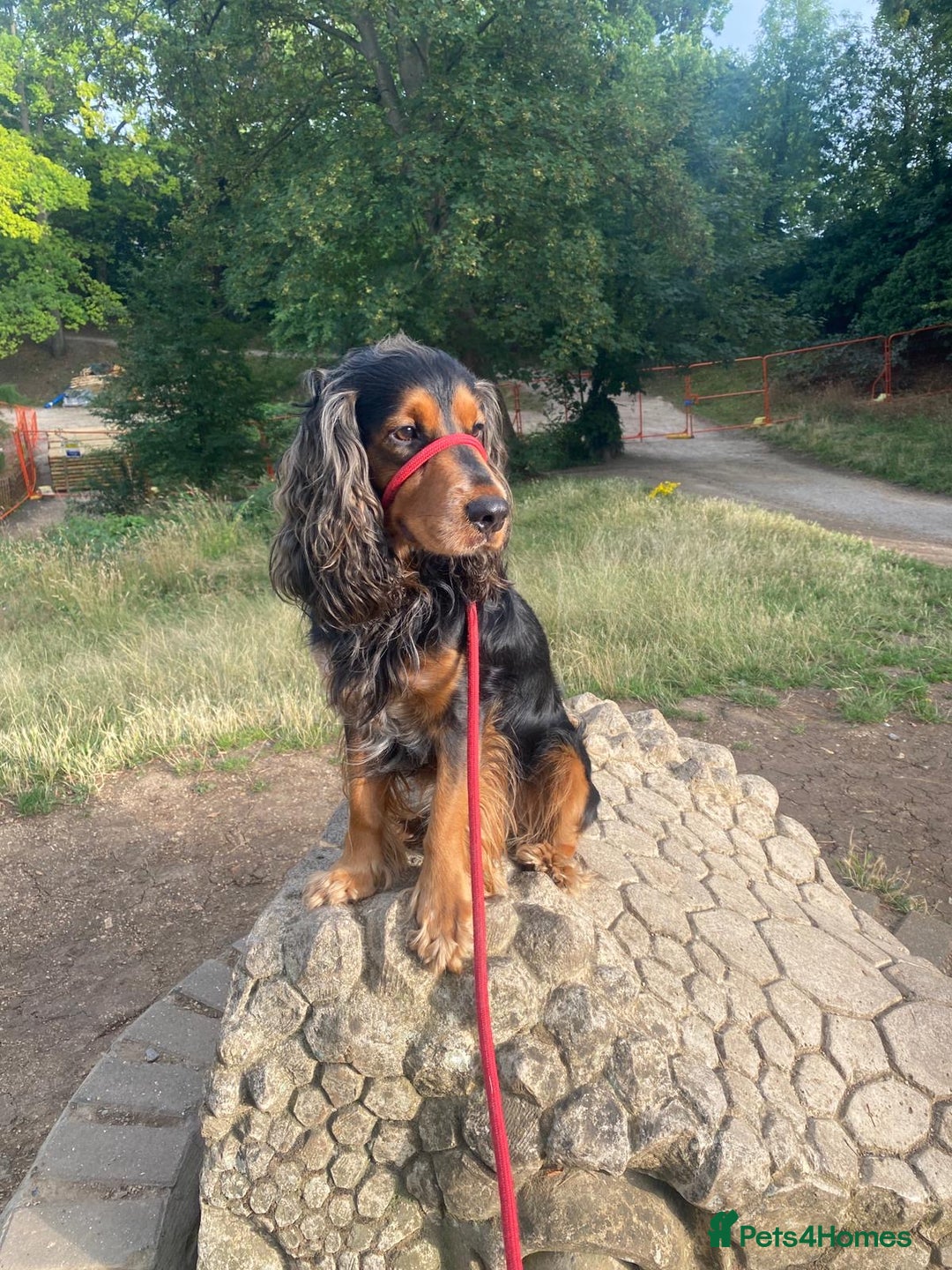 Cocker Spaniel dogs for sale: Rocky - 4.5 year old cocker spaniel - Image 6