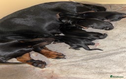 Miniature Dachshund dogs for sale: Miniature dachshund  - Image 4