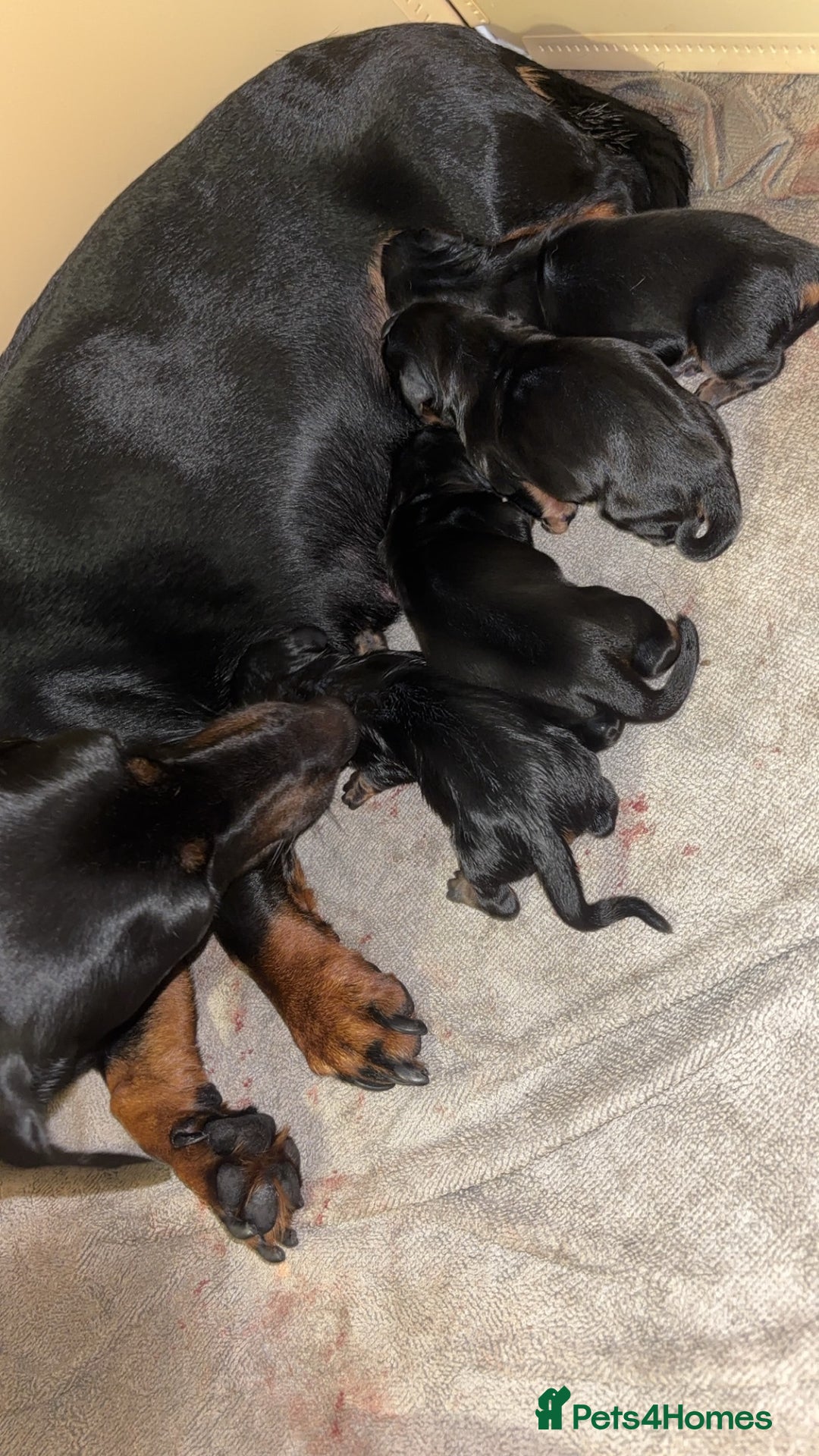 Miniature Dachshund dogs for sale: Miniature dachshund  - Image 4