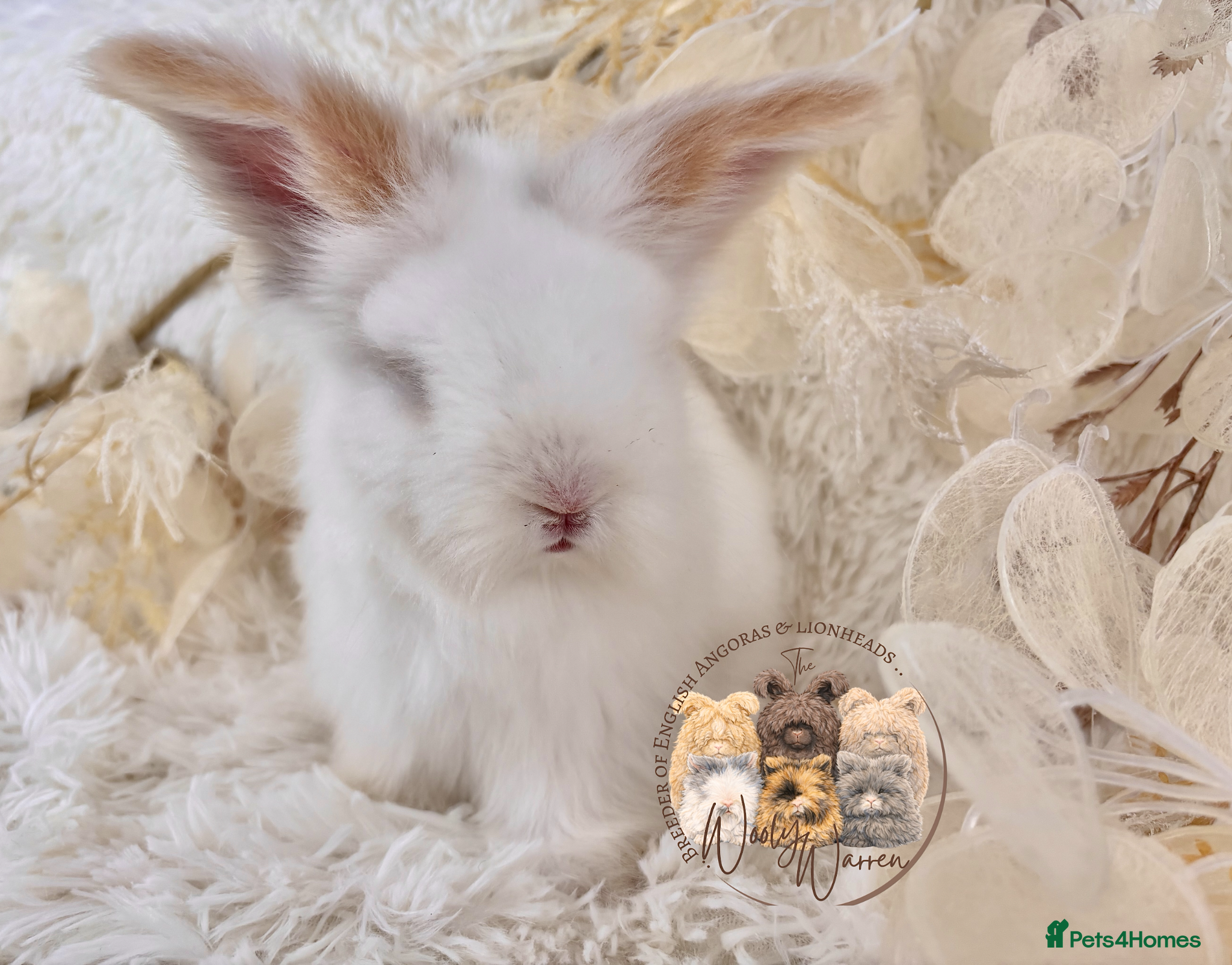 Angora rabbits BEAUTIFUL ANGORA BABIES  - Advert 7