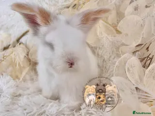 Angora rabbits BEAUTIFUL ANGORA BABIES - Advert 1