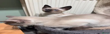 Siamese 1