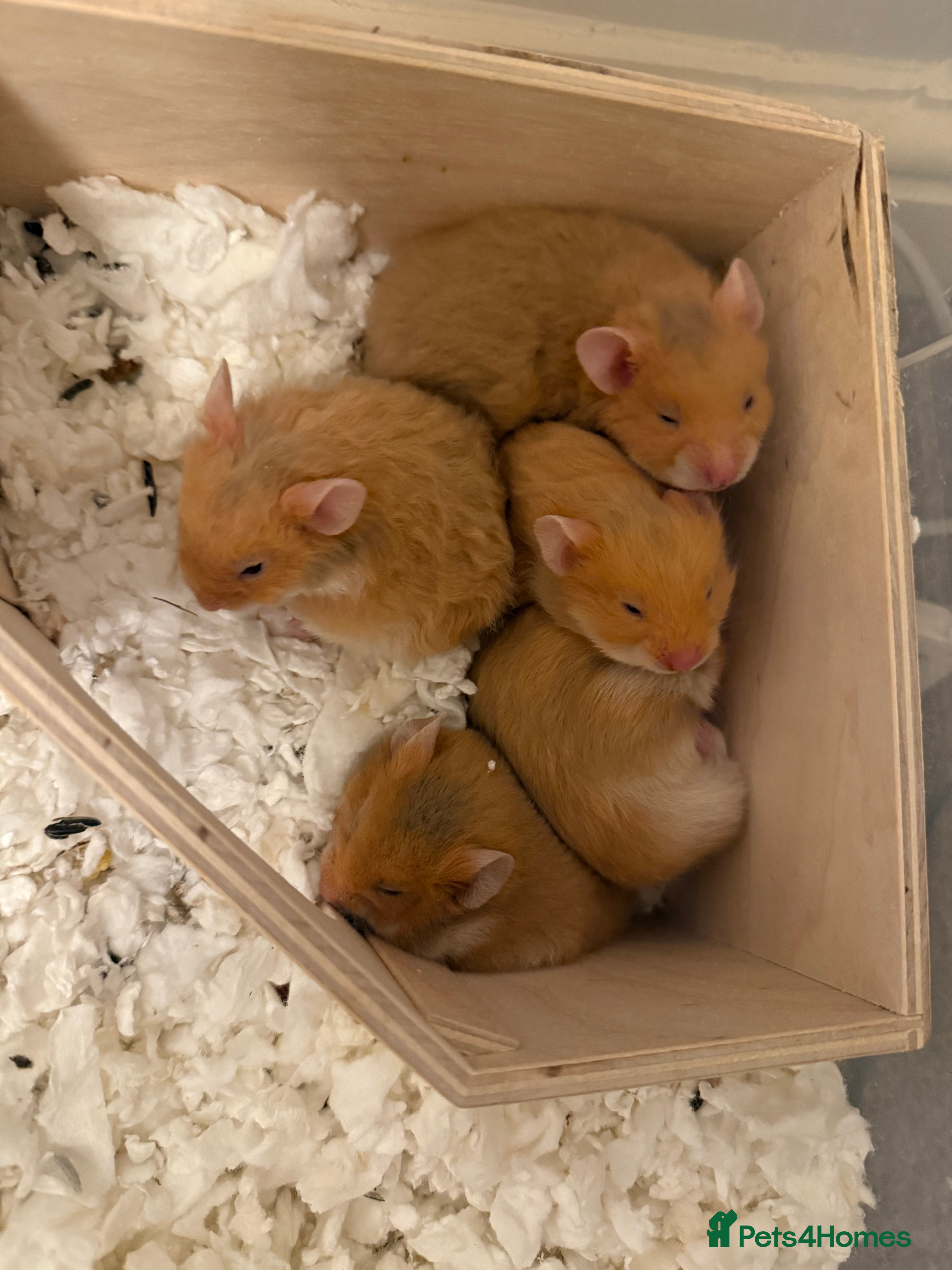 Hamster rodents Adorable Pedigree Syrian Hamster Pups  - Advert 11