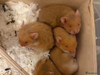 Hamster rodents Adorable Pedigree Syrian Hamster Pups - Advert 11