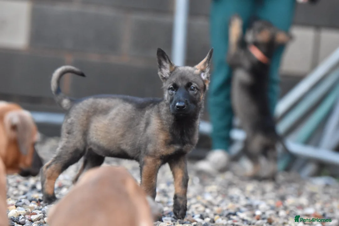 Mixed Breed dogs for sale: GSD × Dutch Herder – Top European Working Lines - Advert 5