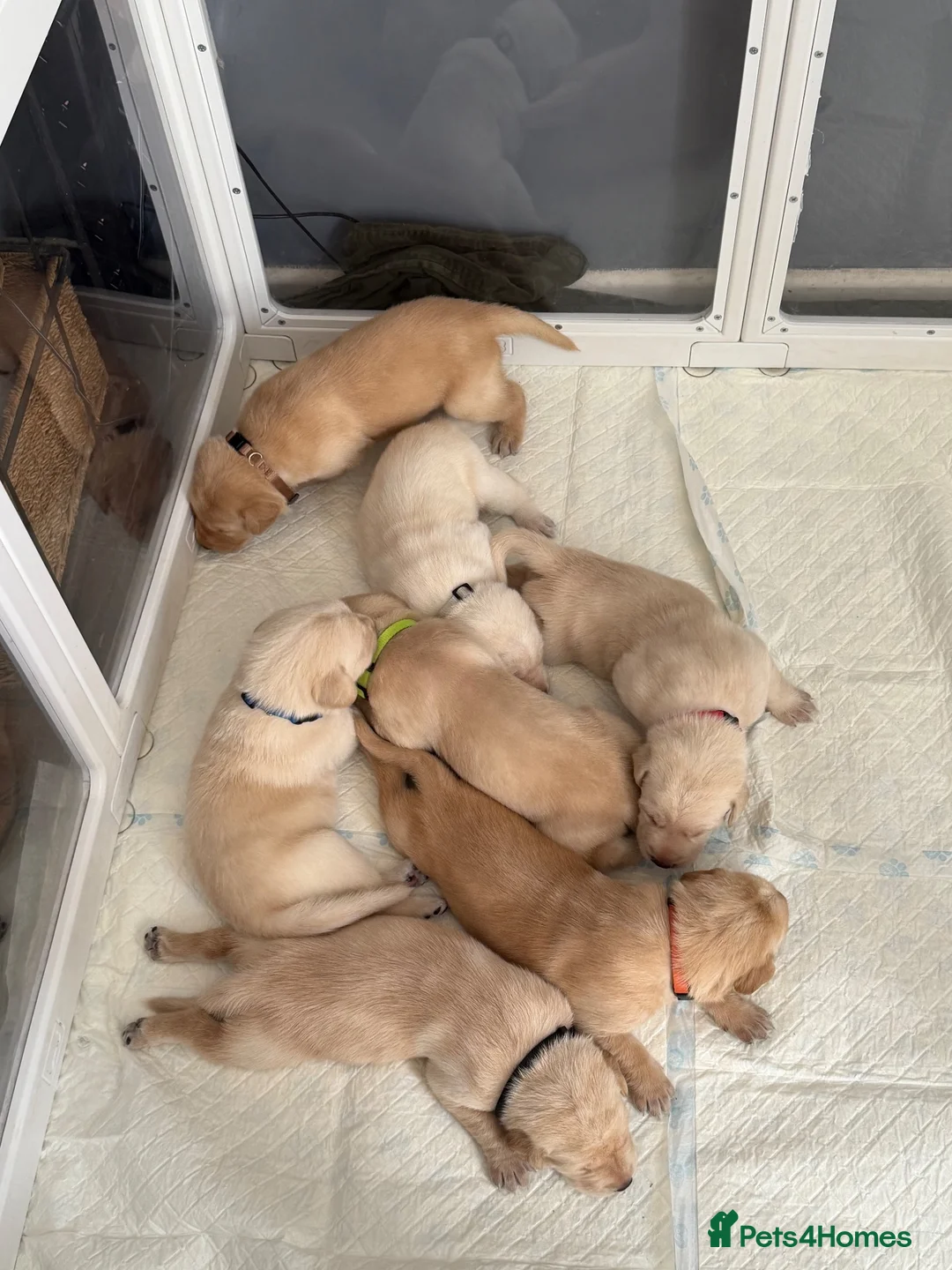 Labrador Retriever dogs for sale: Labrador  - Advert 14