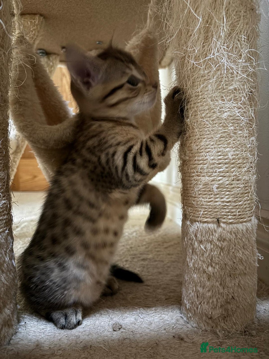 Mixed Breed cats for sale: Half bengal kitten - Advert 4
