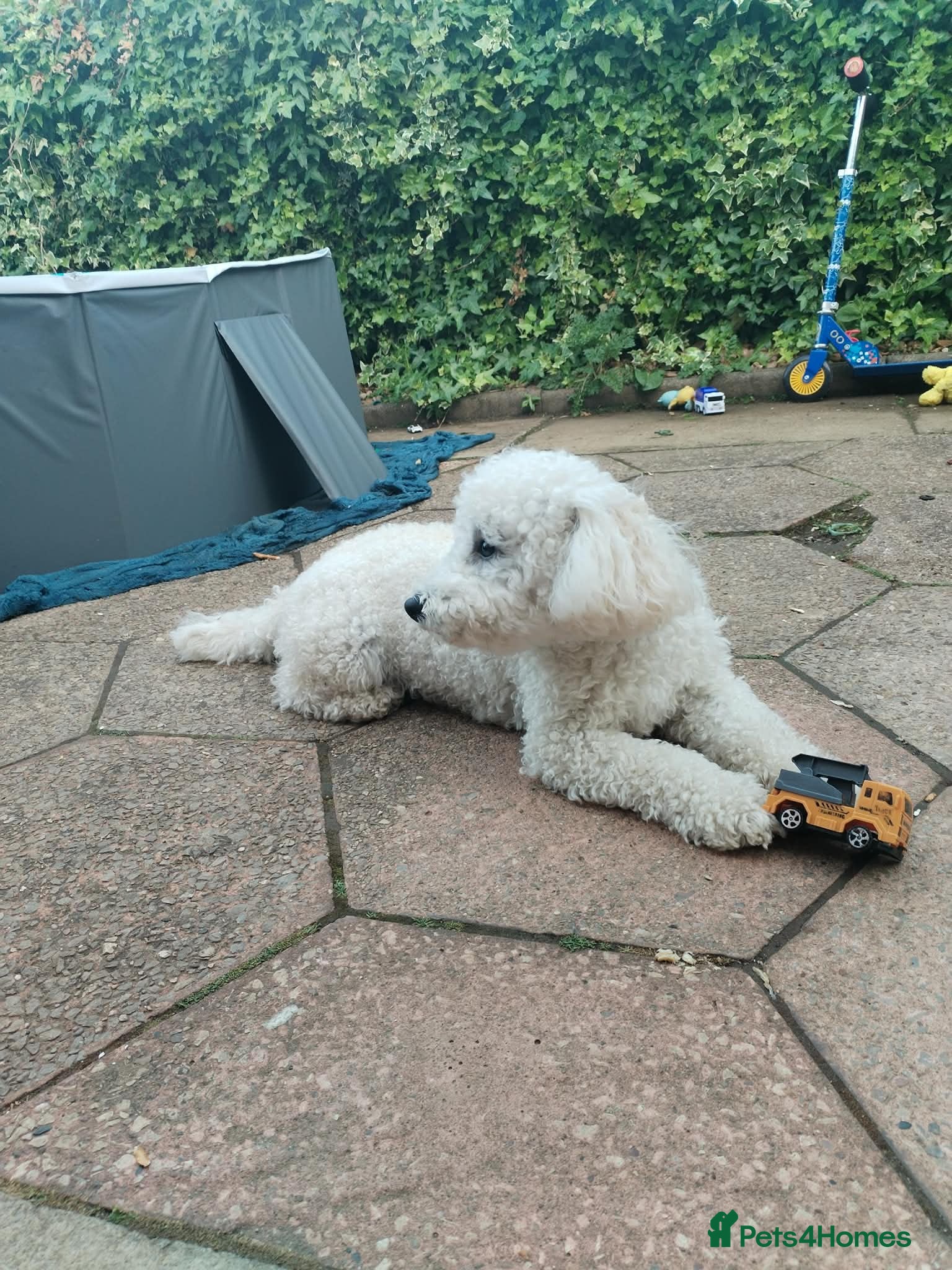 Bichon Frise dogs for sale: Teddy in Sheffield - Advert 6