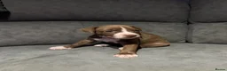 Mixed Breed dogs for sale: Bullmastiff x staffy puppies  - Advert 29