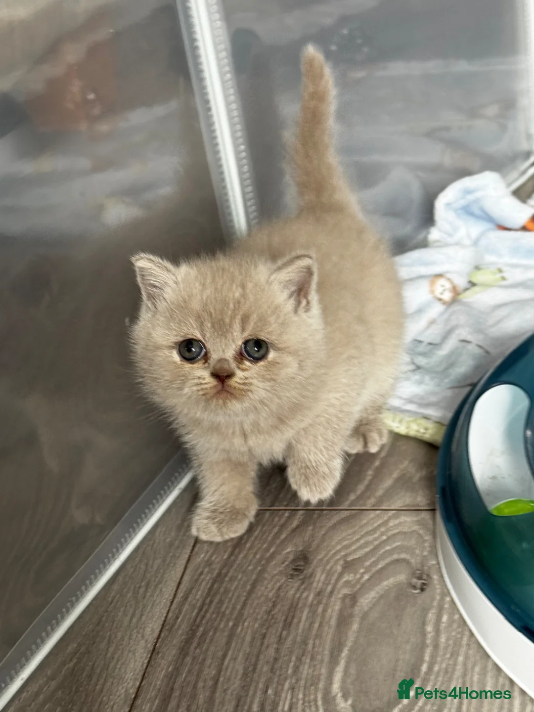 British Shorthair cats for sale: Beautiful British Shorthair Kittens - Advert 2