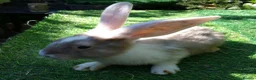 Continental Giant rabbits for sale: PURE Continental Giants - White Eared - Vaccinated - Advert 2