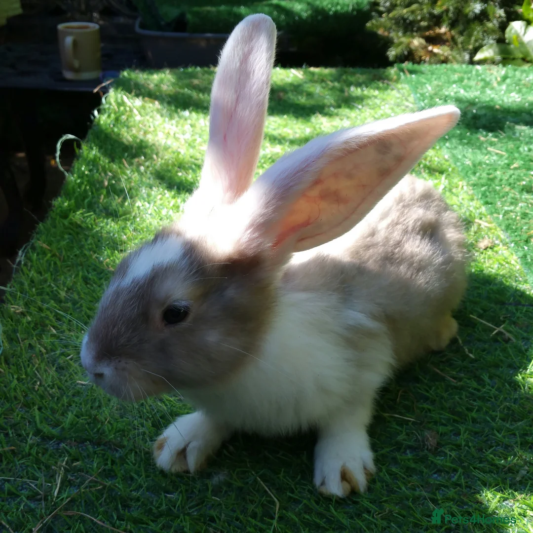 Continental Giant rabbits for sale: PURE Continental Giants - White Eared - Vaccinated - Advert 2