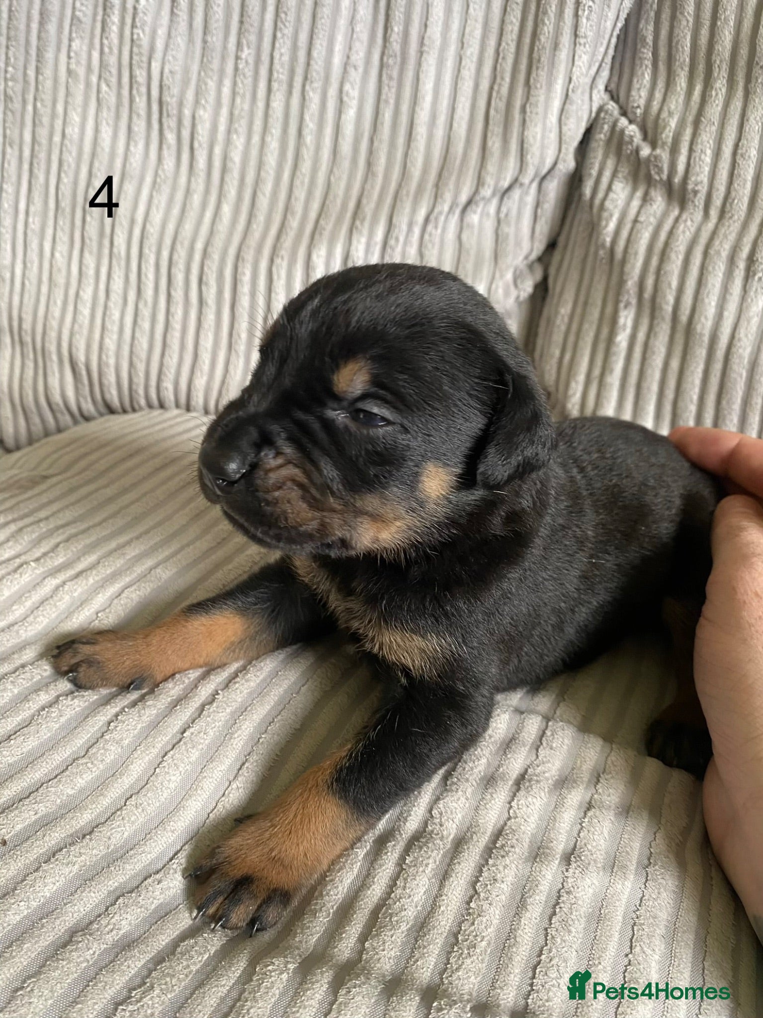 Mixed Breed dogs ROTTWEILER cross bullmastiff  - Advert 6
