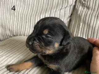 Mixed Breed dogs ROTTWEILER cross bullmastiff - Advert 6