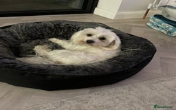 Maltese dogs for sale: Beautiful Maltese puppies for sale - Image 13