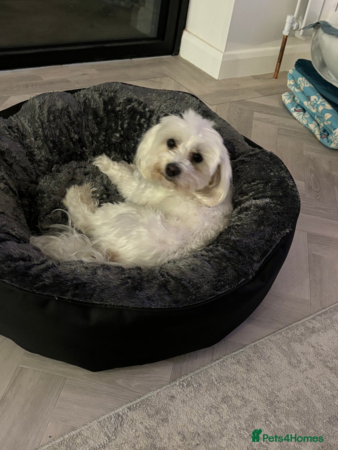 Maltese dogs for sale: Beautiful Maltese puppies for sale - Image 13