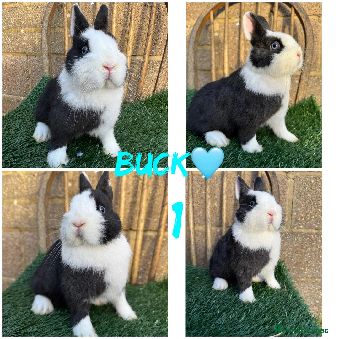 Netherland Dwarf rabbits for sale: Pure breed Netherlands dwarf  - Advert 5