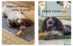 Cocker Spaniel dogs for sale: Cocker spaniel puppies  - Image 9