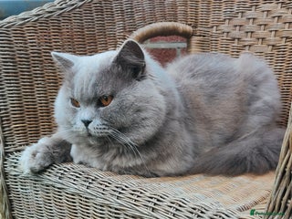 British Longhair cats - Advert 15