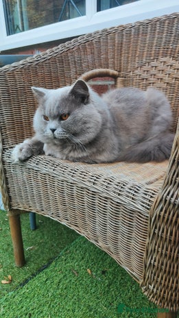 British Longhair cats Exclusive British Blue Stud – Friendly - Advert 1