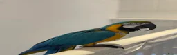 Macaws birds for sale: Blue & Gold Macaw Parrot for Sale in Watford - Advert 4
