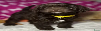 Cockapoo 6