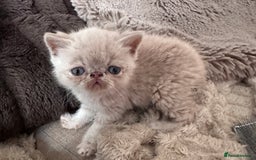 Exotic cats for sale: SHOW QUALITY GCCF REGISTERED KITTENS - Image 3