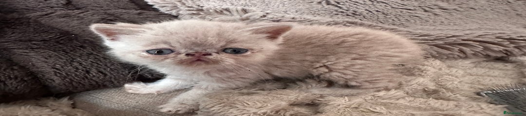 Exotic Kitten 1