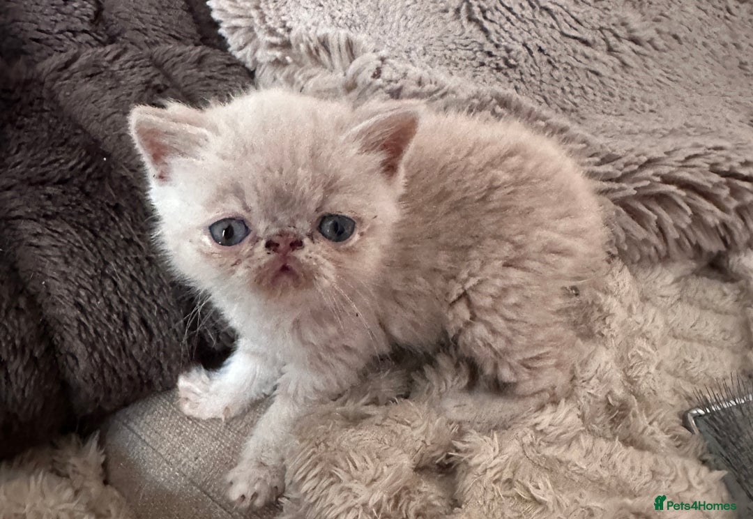 Exotic cats for sale: SHOW QUALITY GCCF REGISTERED KITTENS - Image 3