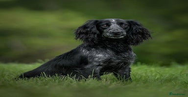 Cocker Spaniel dogs - Advert 11