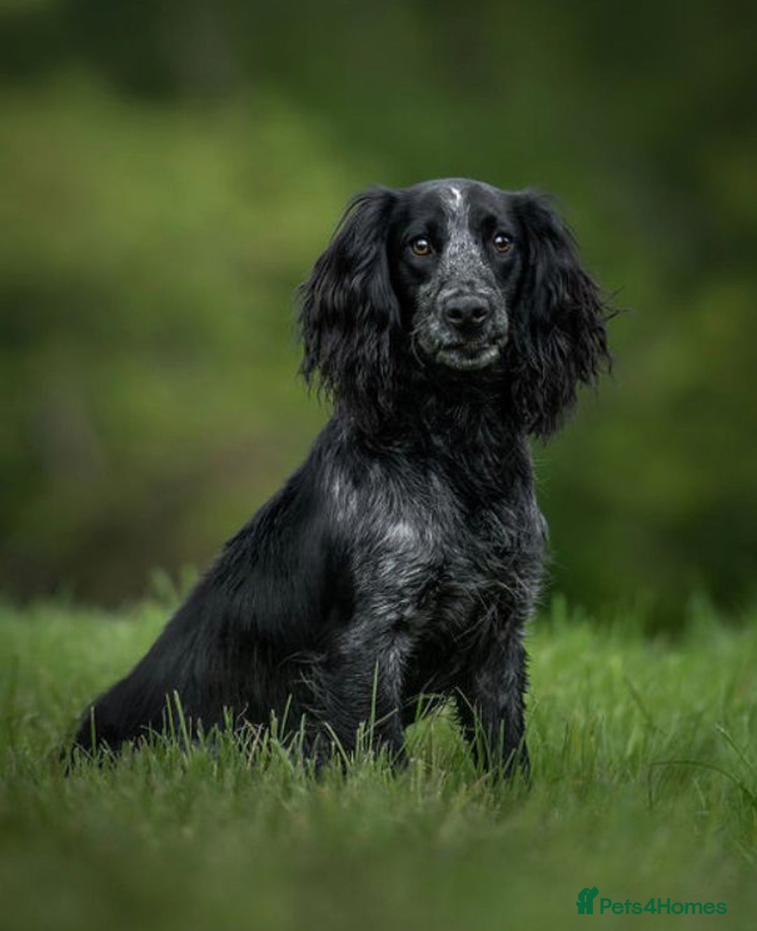 Cocker Spaniel dogs for sale: KC working cocker spaniel puppies - Image 3