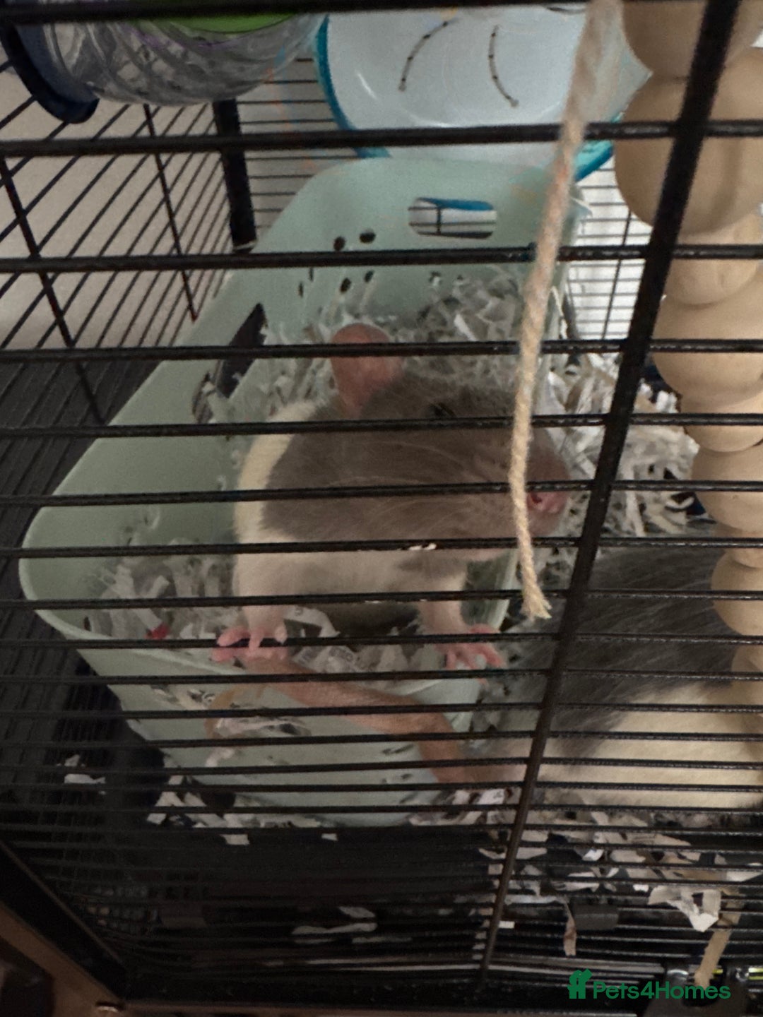 Rat rodents for sale: Two female rats with full set up - Advert 3