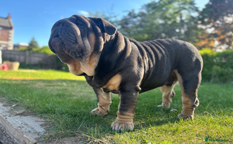 English Bulldog dogs - Advert 2