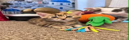 Domestic Shorthair cats for sale: Kittens friendly  - Advert 2